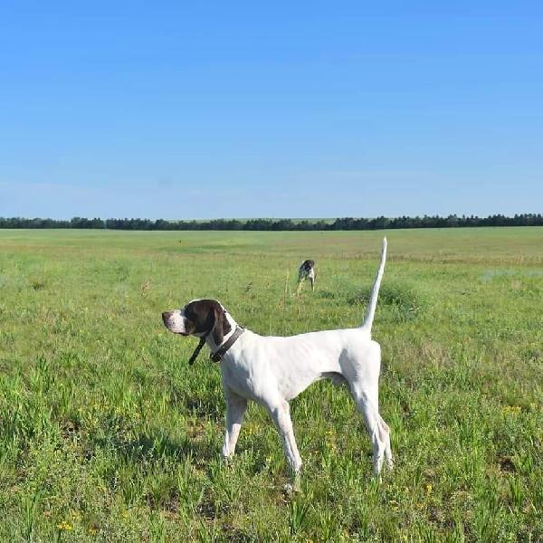 ELHEW HITMAN X MILLER ONLINE/WILD AGIN PUPS English Pointer