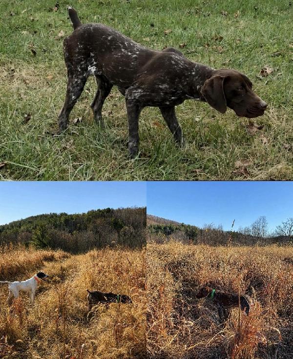 2Y OLD GERMAN SHORTHAIR German Shorthaired Pointer