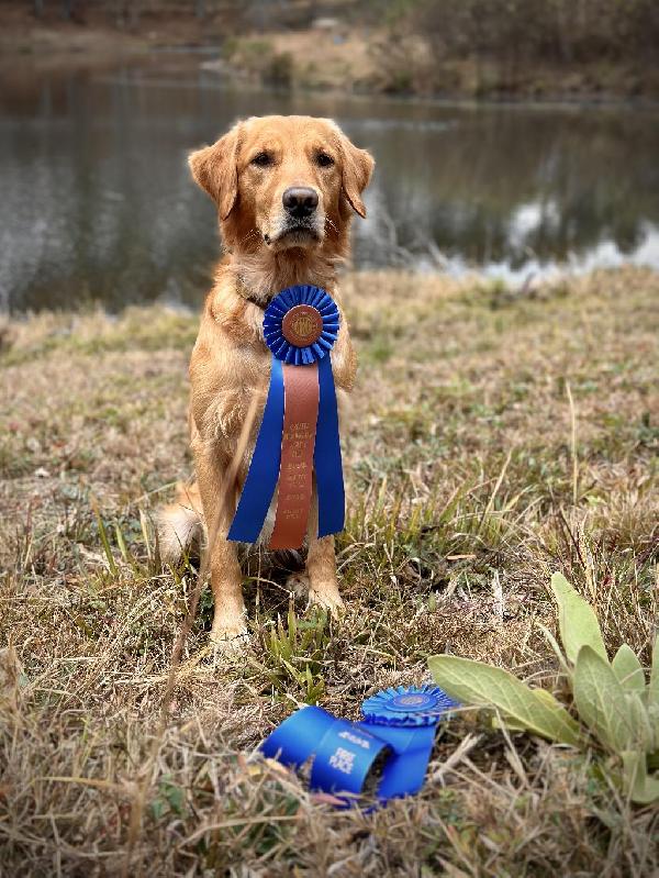 AMMO’S MR. MISUNDERSTOOD AX AXJ Golden Retriever