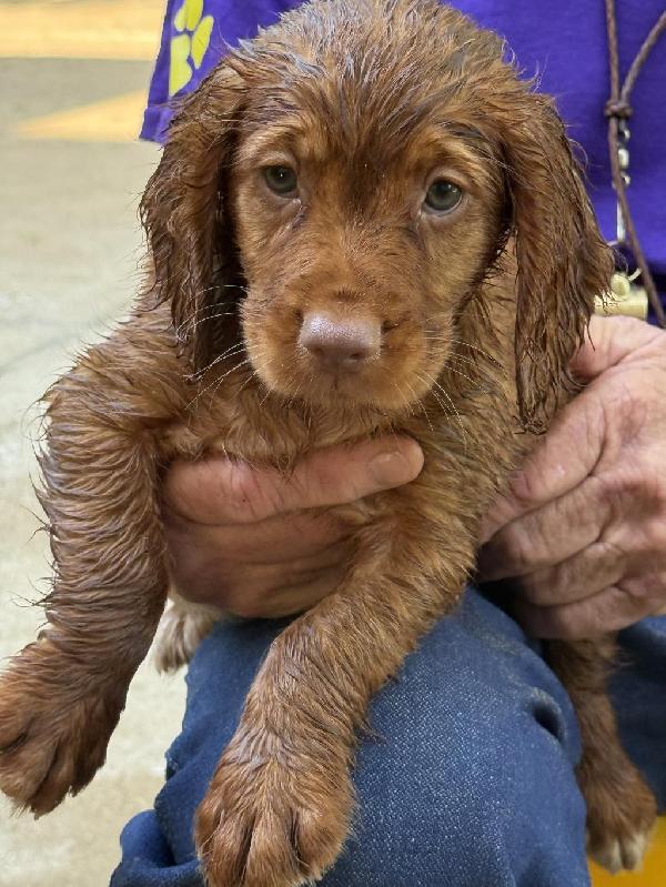 ECS PUPS WITH STRONG ENGLISH INFLUENCE English Cocker Spaniel