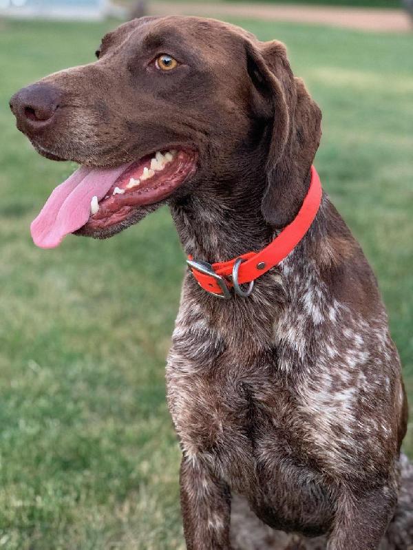 AKC GSP SHARP SHOOTER/STANDING STONES/MARZLOF German Shorthaired Pointer