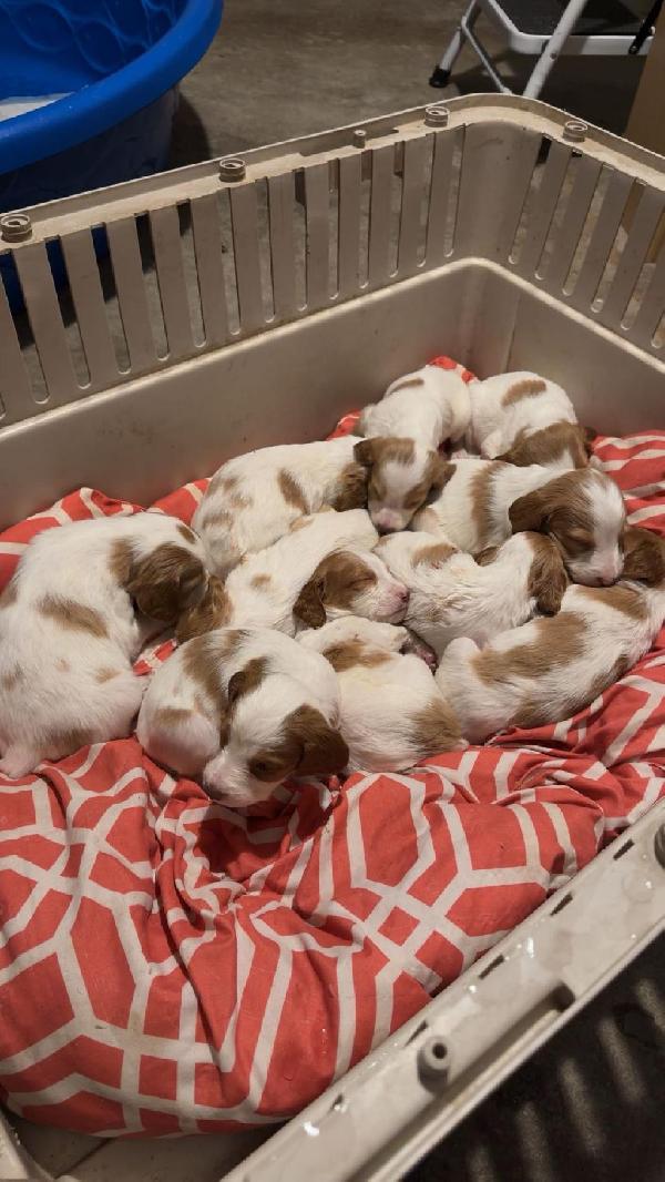 AKC BRITTANY PUPS FOR SALE American Brittany
