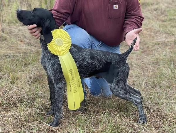 APRILS MIDNIGHT WALKER JH German Shorthaired Pointer
