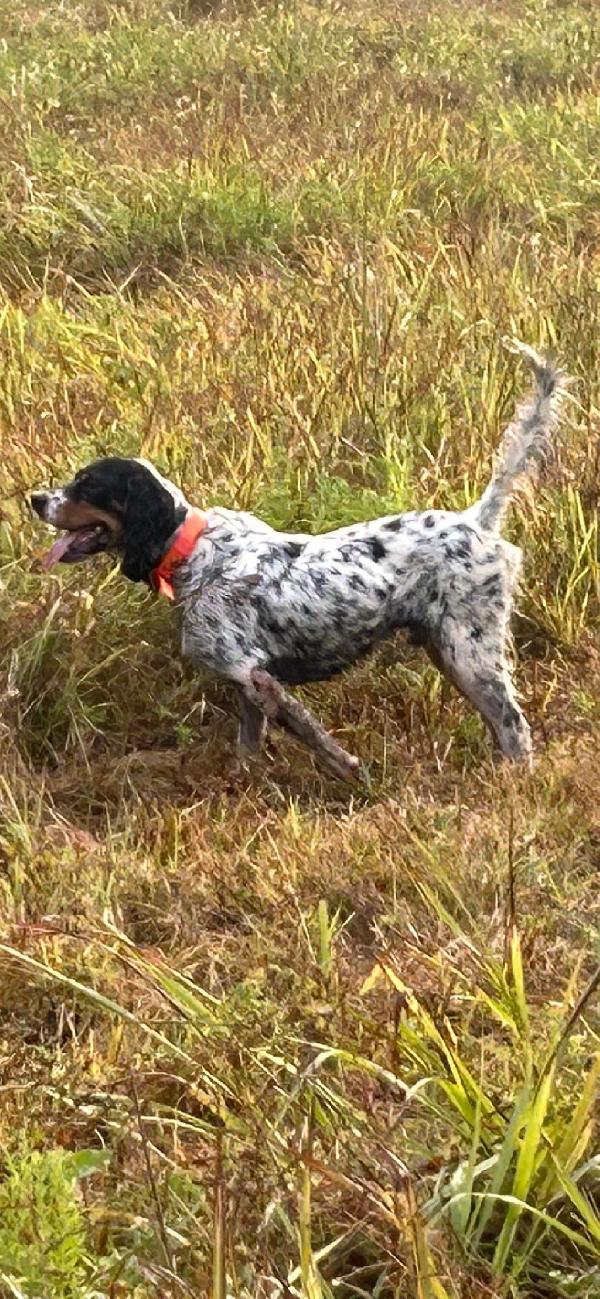 MALE ENGLISH SETTER English Setter