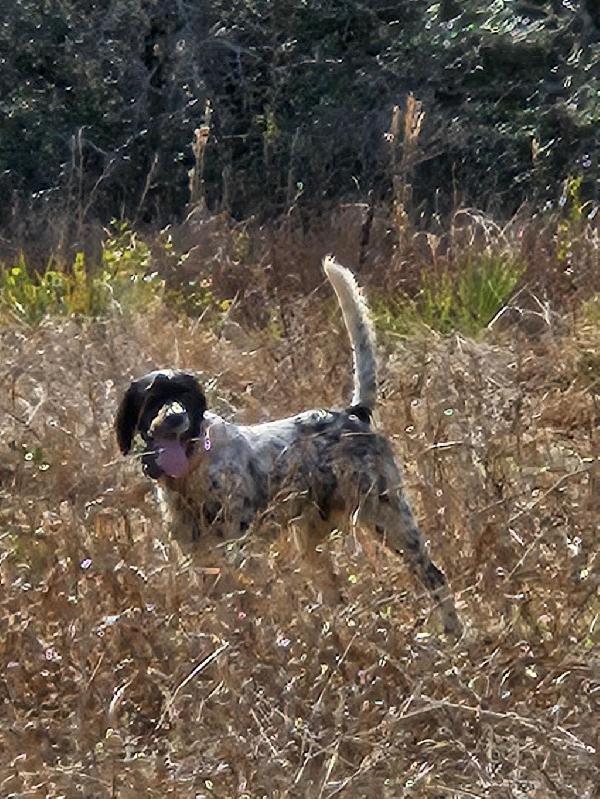 MALE ENGLISH SETTER English Setter