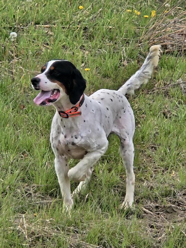 MALE ENGLISH SETTER English Setter