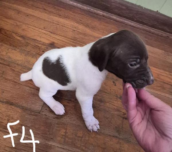 AKC GERMAN SHORTHAIR POINTER PUPPIES German Shorthaired Pointer