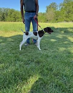 GSP FOR SALE German Shorthaired Pointer
