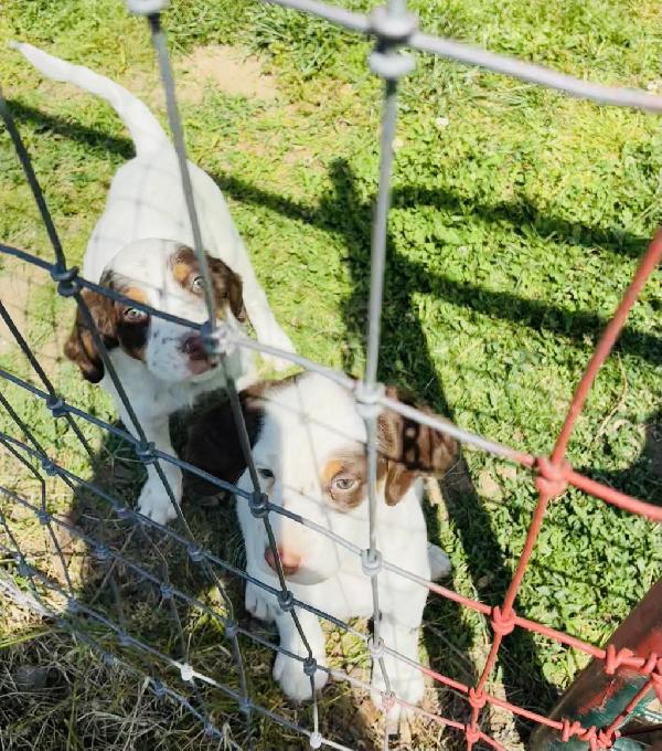 ENGLISH SETTER PUPPIES FOR SALE English Setter