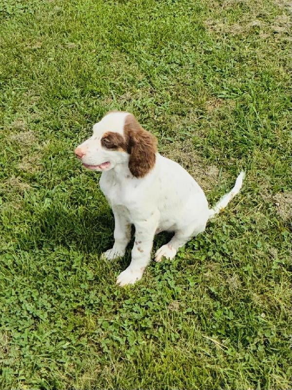 ENGLISH SETTER PUPPIES FOR SALE English Setter