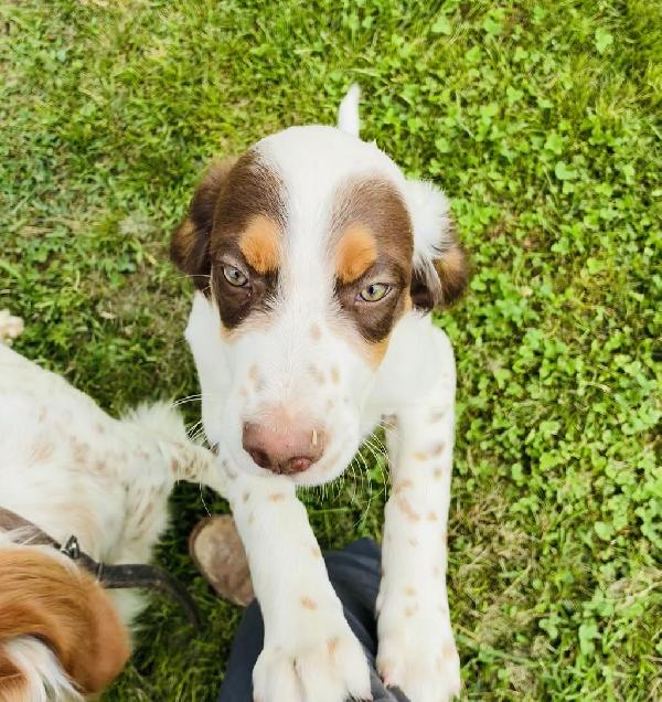 ENGLISH SETTER PUPPIES FOR SALE English Setter