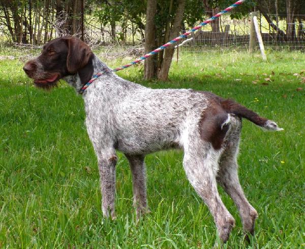 1-YEAR OLD STARTED GWPS German Wirehaired Pointer
