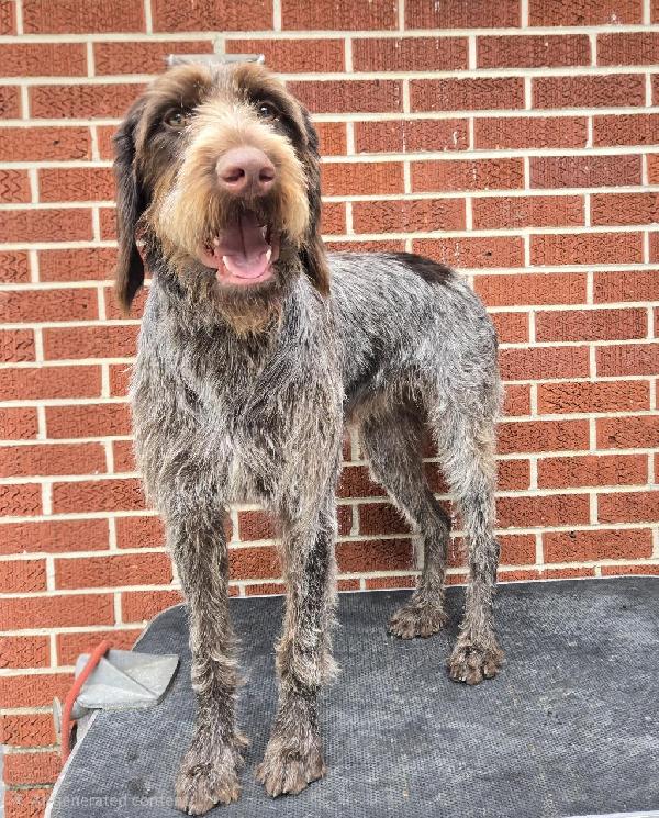 1-YEAR OLD FEMALE GWP German Wirehaired Pointer
