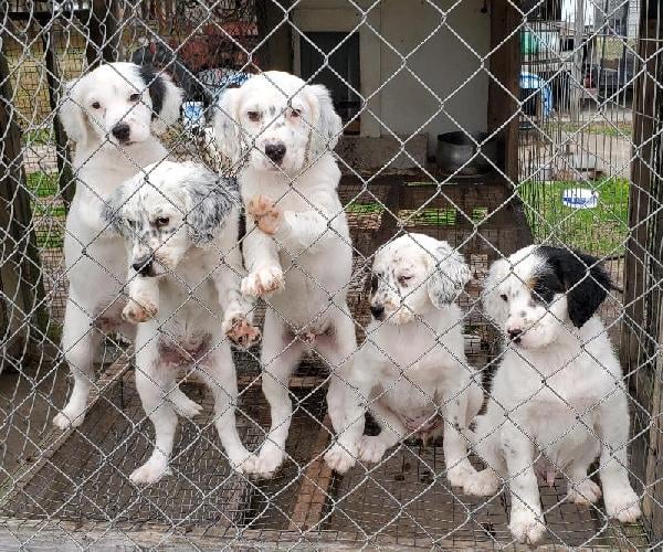 BEAUTIFUL TOMOKA/GRIDIRON LITTER English Setter