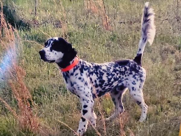 SON OF CH TOMOKA AT STUD English Setter