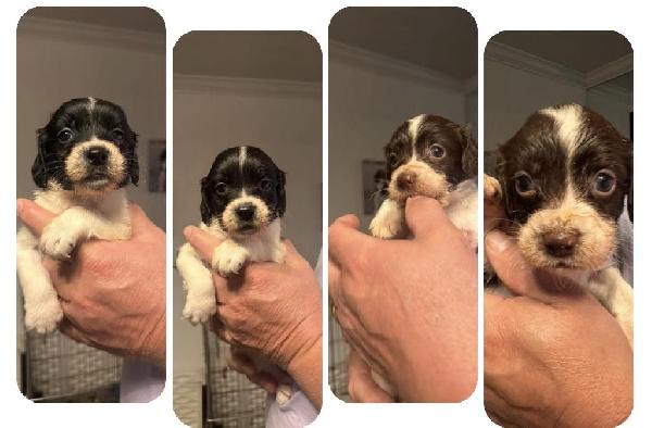 FIELD BRED ENGLISH SPRINGER SPAINELS English Springer Spaniel