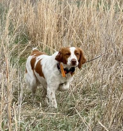 HUNT READY GUN DOGS 2026 American Brittany