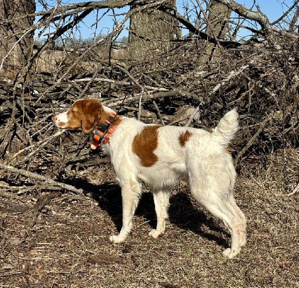 SCOUT American Brittany