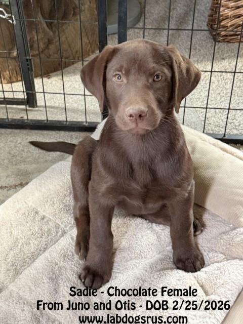 CHOCOLATE LABRADOR RETRIEVER FEMALE PUPPY Labrador Retriever