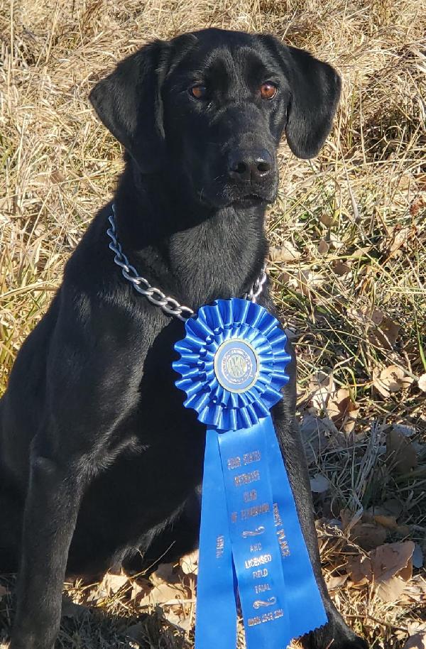 COUPE X ANNIE LITTER 2026 Labrador Retriever