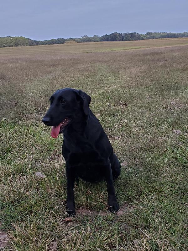 BEAN X JO LITTER 2026 Labrador Retriever