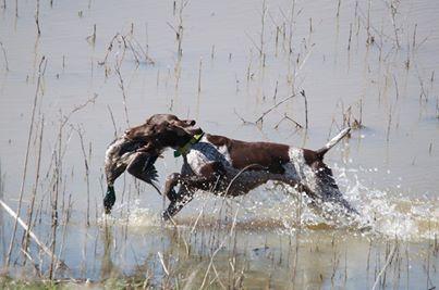 GSP PUPS OUT OF NAVHDA UT PRZ 1 PARENTS German Shorthaired Pointer