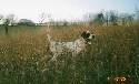 English Setter at Stud