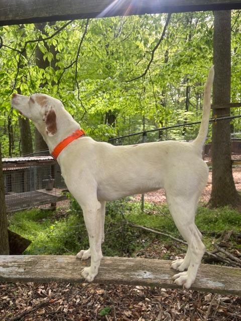 WHIPPORWILL EX MOHAWK MILL FEMALE English Pointer