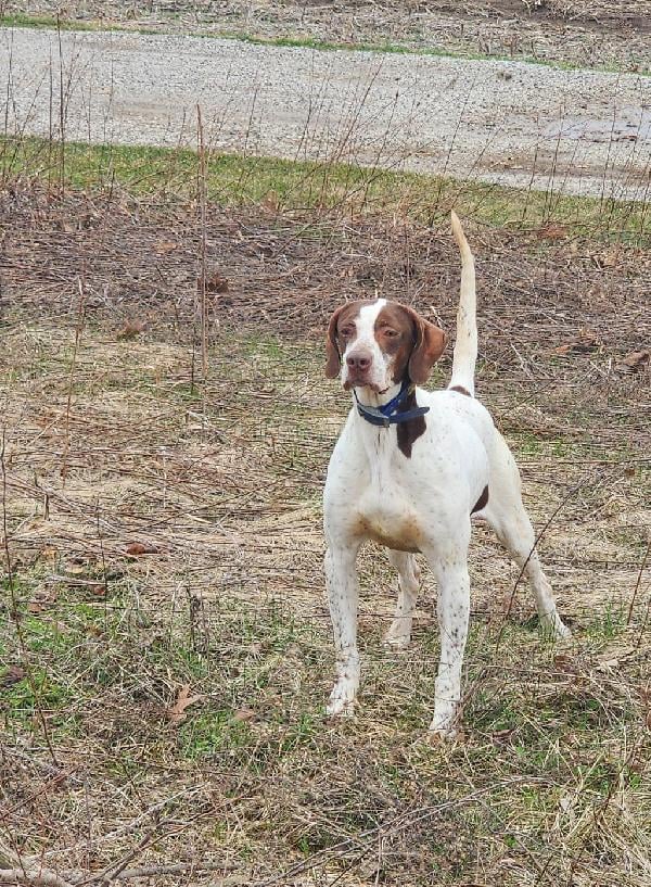 KATES KENNEL LITTER English Pointer