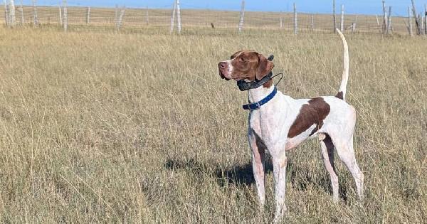 KATES KENNEL STUD DOG English Pointer