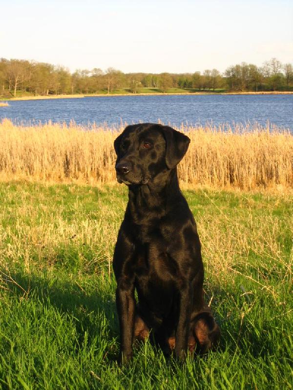 sundowners in dogs sundowner retrievers sundowners in dogs sundowner retrievers