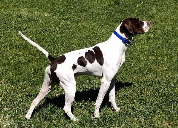 CHOSEN ELHEW ARROW AT STUD English Pointer