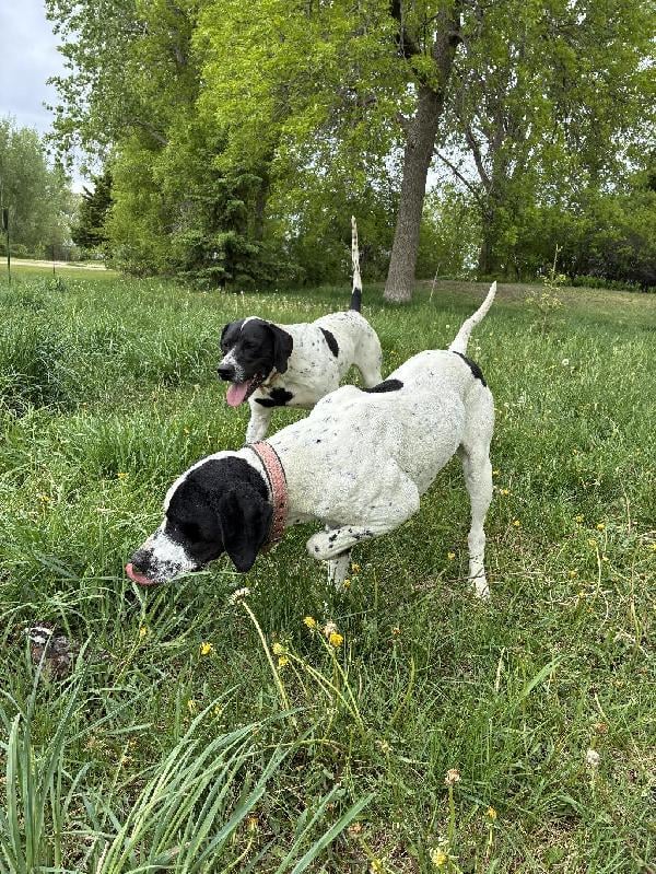 LITTER OF GREAT GRANDPUPS OF GUARD RAIL English Pointer