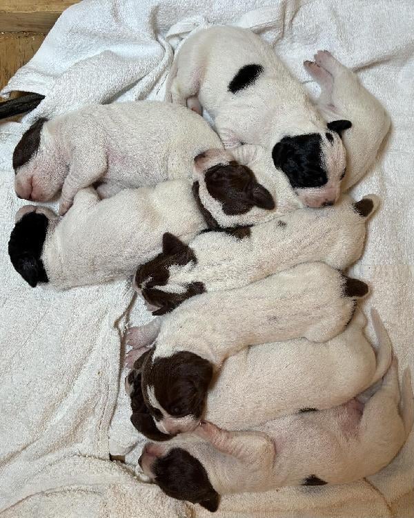 GUARD RAIL English Pointer