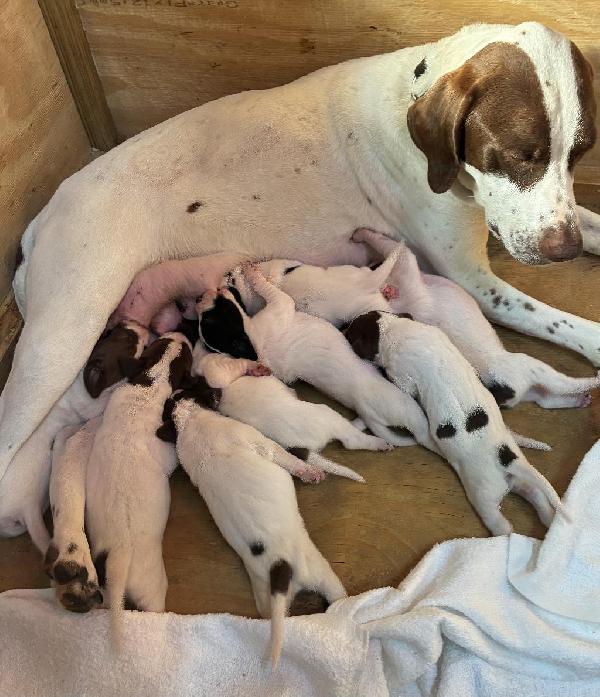 GUARD RAIL BRED PUPPIES! English Pointer