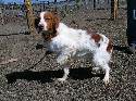 American Brittany puppies