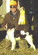 Brittany dog at stud
