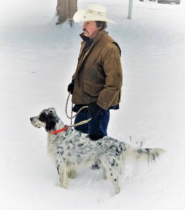 LLEWELLIN SETTER PUPS Llewellin Setter