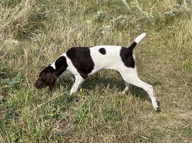 YOUNG STARTED GSP MALES German Shorthaired Pointer