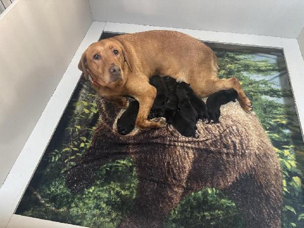 AKC BLACK LAB PUPPIES Labrador Retriever