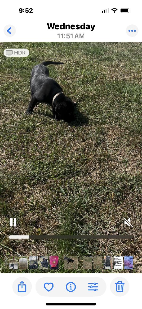1 AKC MALE BLACK LAB PUPPY Labrador Retriever
