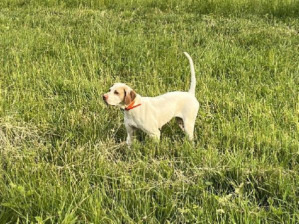 SNAPPY FEMALE POINTER English Pointer