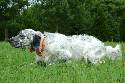 RARE European lineage *  ENGLISH SETTER 