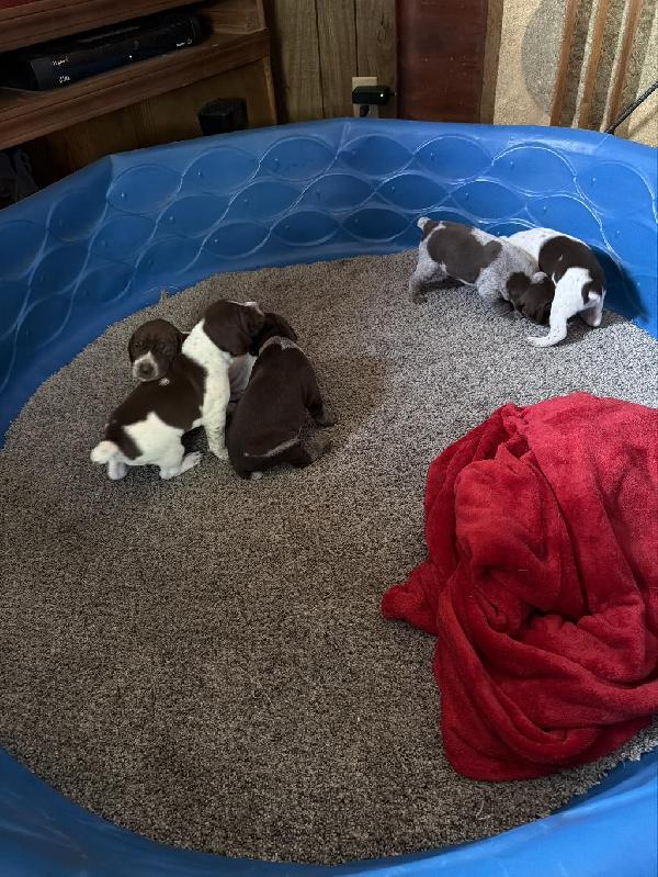 GERMAN SHORTHAIR POINTER PUPPIES German Shorthaired Pointer