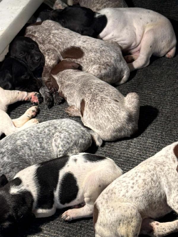 RAWHIDE CLOWN/SHARPSHOOTER PUPPIES German Shorthaired Pointer