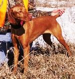Vizsla Pups in Ohio