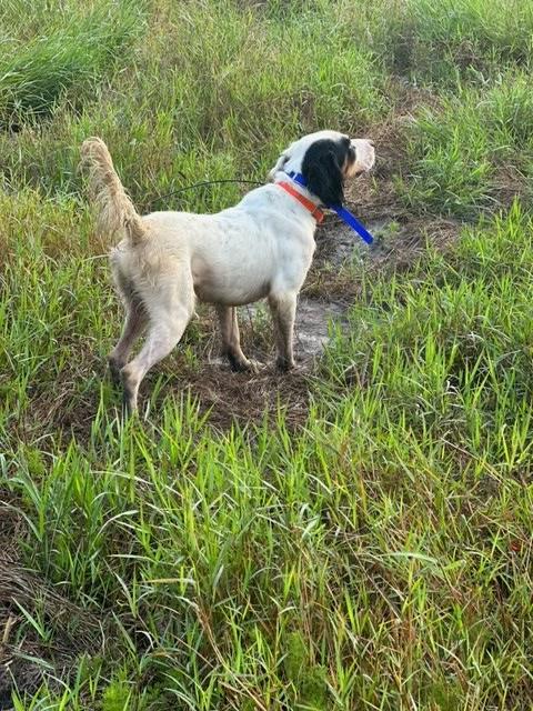 BIG RUNNING SETTER STEADY TO WING AND SHOT English Setter