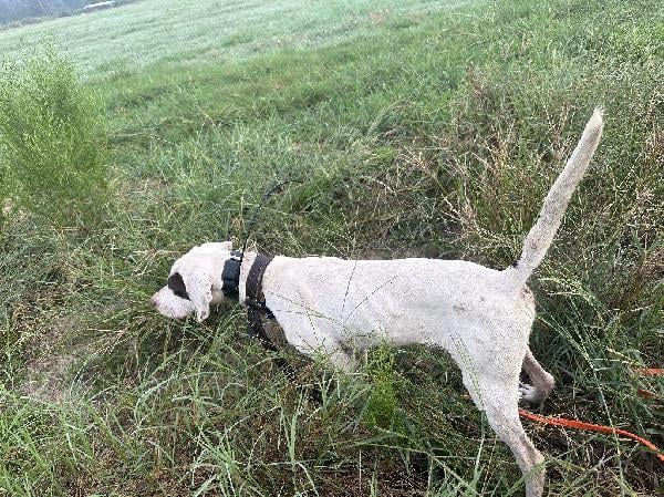 STARTED POINTERS English Pointer
