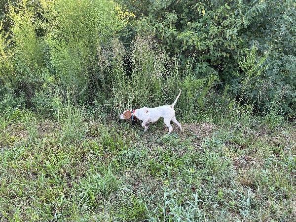 GINGER English Pointer