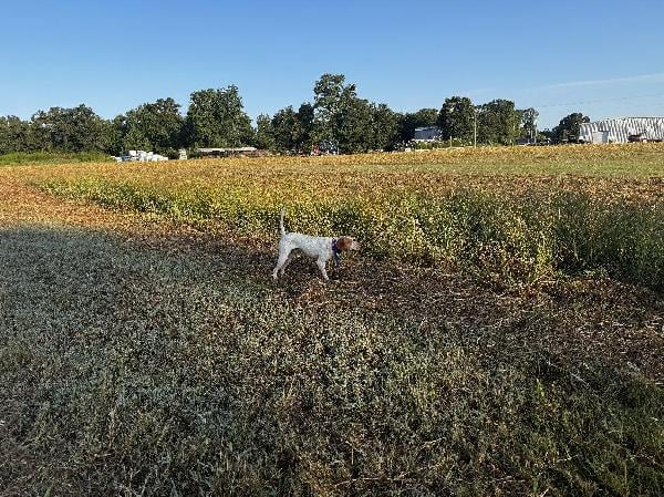 BIG RUNNING POINTER, FIELD TRIALERS DREAM! English Pointer